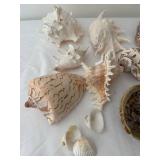 Collection of 13 Assorted Sea Shells with Unique Patterns