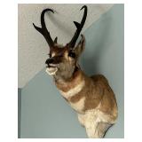 Vintage Pronghorn Antelope Taxidermy Mount
