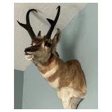 Vintage Pronghorn Antelope Taxidermy Mount