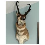 Vintage Pronghorn Antelope Taxidermy Mount