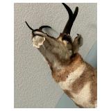 Vintage Pronghorn Antelope Taxidermy Mount