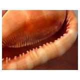 Carved Cameo Conch Shell with Floral and Female Portrait Design