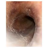 Yemenite Kudu Horn Shofar 16.5"