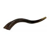 Yemenite Kudu Horn Shofar 16.5"