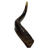 Yemenite Kudu Horn Shofar 16.5"