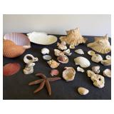Trip to the Beach Shell Collection