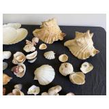 Trip to the Beach Shell Collection