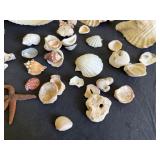 Trip to the Beach Shell Collection