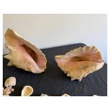 Trip to the Beach Shell Collection