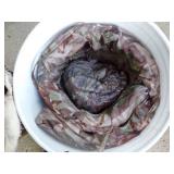 Pair of Hunting Pails w/ Gear