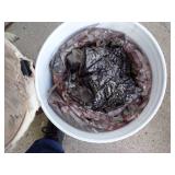 Pair of Hunting Pails w/ Gear