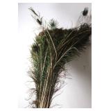 Bundle of Natural Peacock Feathers for Crafting and Decoration