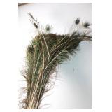 Bundle of Natural Peacock Feathers for Crafting and Decoration