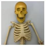 Vintage 24" Articulated Skeleton