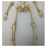 Vintage 24" Articulated Skeleton