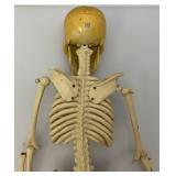 Vintage 24" Articulated Skeleton