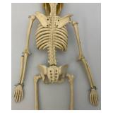Vintage 24" Articulated Skeleton