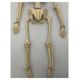 Vintage 24" Articulated Skeleton