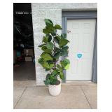 6’ FIDDLE LEAF HOUSEPLANT