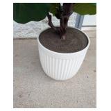 6’ FIDDLE LEAF HOUSEPLANT