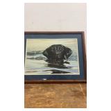 Framed Artwork of a Black Labrador Swimming by S.P. Hamrick