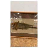 Framed Pheasant Feather Display in Wood Frame