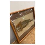 Framed Pheasant Feather Display in Wood Frame