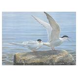 Framed Arctic Tern Pair by Robert Bateman