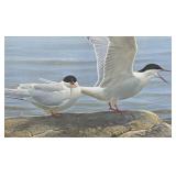 Framed Arctic Tern Pair by Robert Bateman