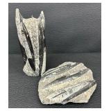 Orthocera Paleozoic Era Fossils