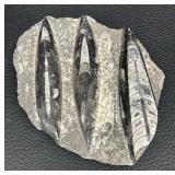 Orthocera Paleozoic Era Fossils