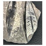 Orthocera Paleozoic Era Fossils