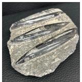 Orthocera Paleozoic Era Fossils