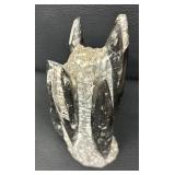 Orthocera Paleozoic Era Fossils