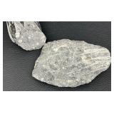 Orthocera Paleozoic Era Fossils