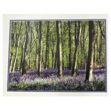 Canterbury Bells Limited Edition Photographic Print by Frederic C. Joy