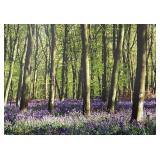 Canterbury Bells Limited Edition Photographic Print by Frederic C. Joy