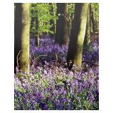 Canterbury Bells Limited Edition Photographic Print by Frederic C. Joy