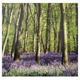 Canterbury Bells Limited Edition Photographic Print by Frederic C. Joy