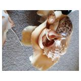 Seashell Lot