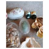Seashell Lot