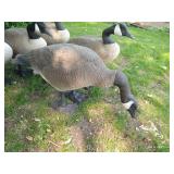 Five Big Canada Goose Decoys