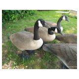 Five Big Canada Goose Decoys