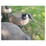 Five Big Canada Goose Decoys