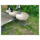 Five Big Canada Goose Decoys