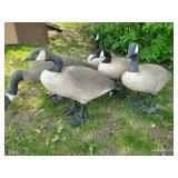 Five Big Canada Goose Decoys
