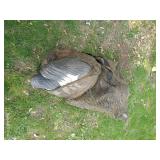 Bag of Canada Goose Decoys