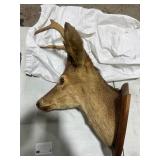 DEER MOUNT