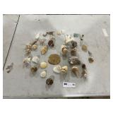 VARIETY OF SEA SHELLS