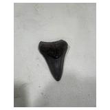 PREHISTORIC TOOTH
